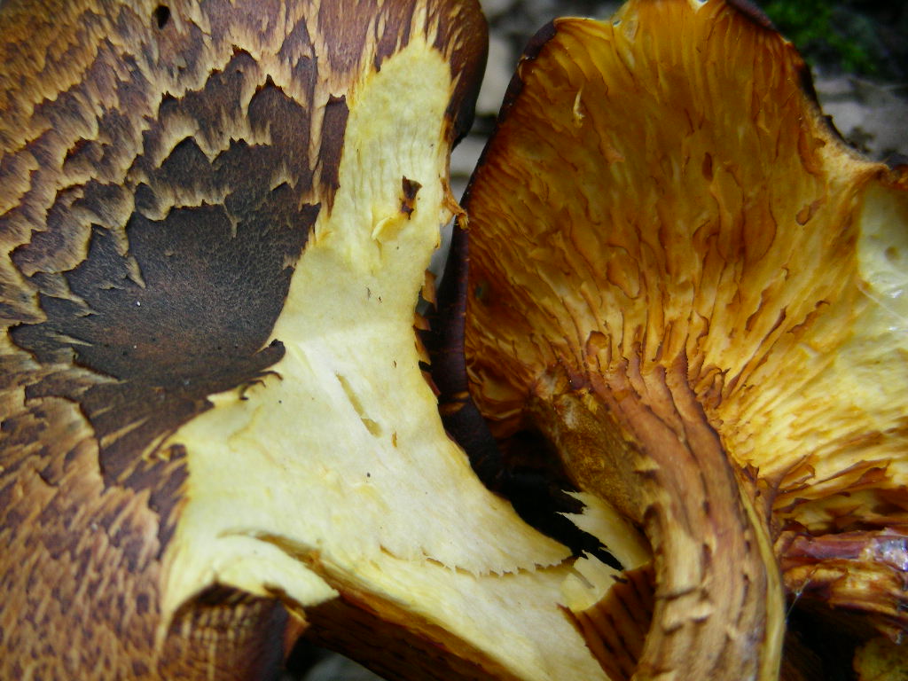 Variabilit di Omphalotus olearius